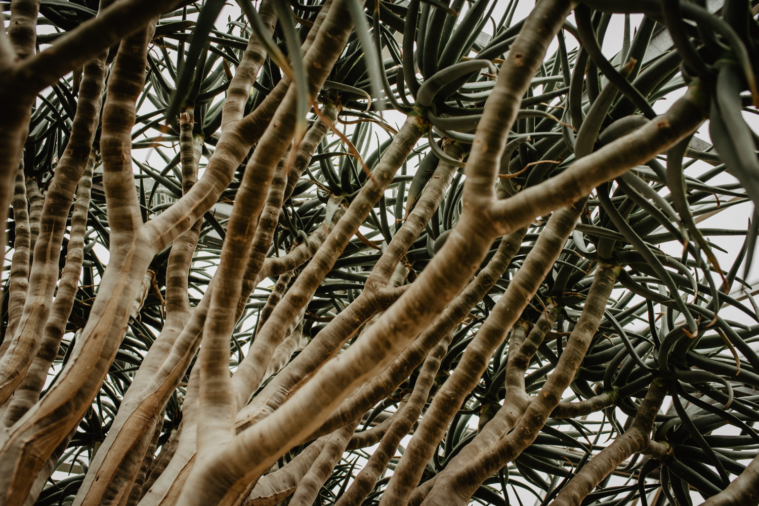 Detailfoto einer mediterranen Pflanze.